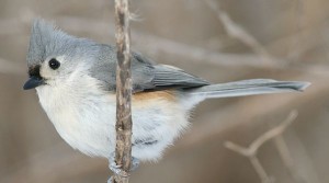 tuftedtitmouse